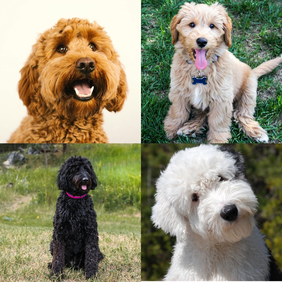 goldendoodle colors