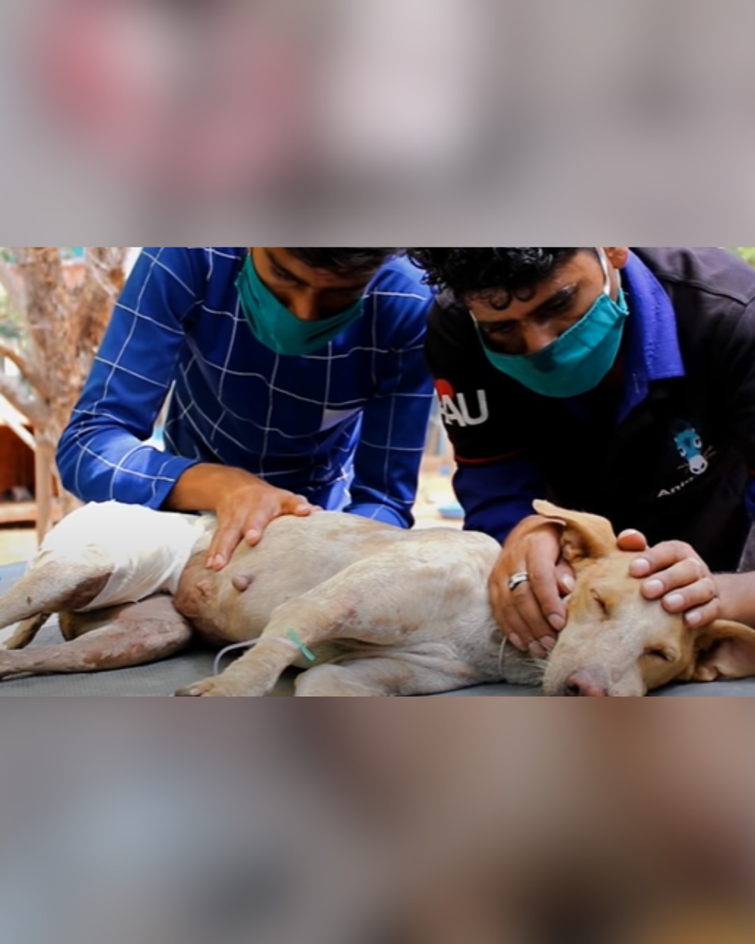 Veterinarians provide care for recovering dog