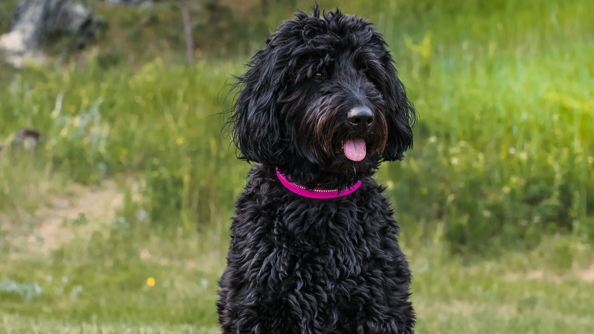 chocolate goldendoodle