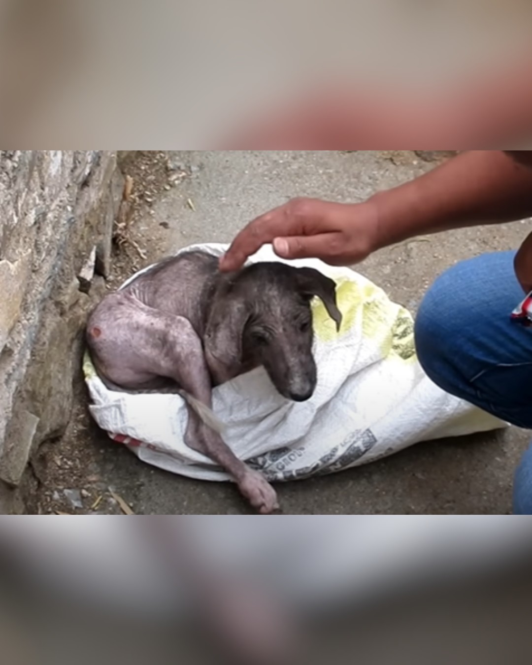 sick dog found in sack