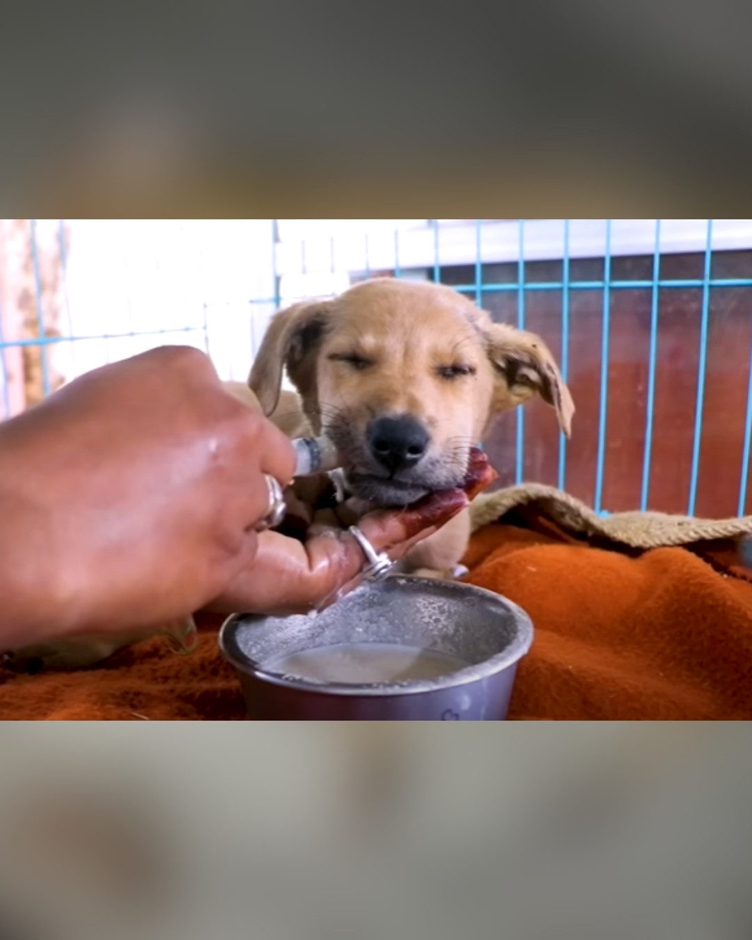 dog being fed liquefied food