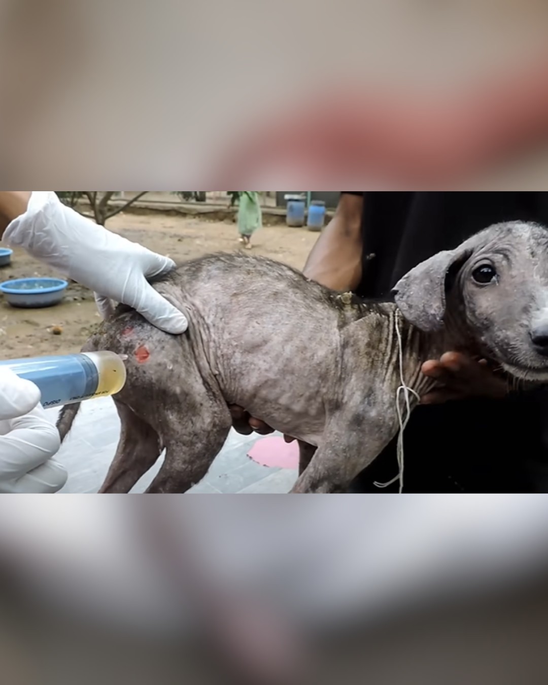 dog being treated for wounds