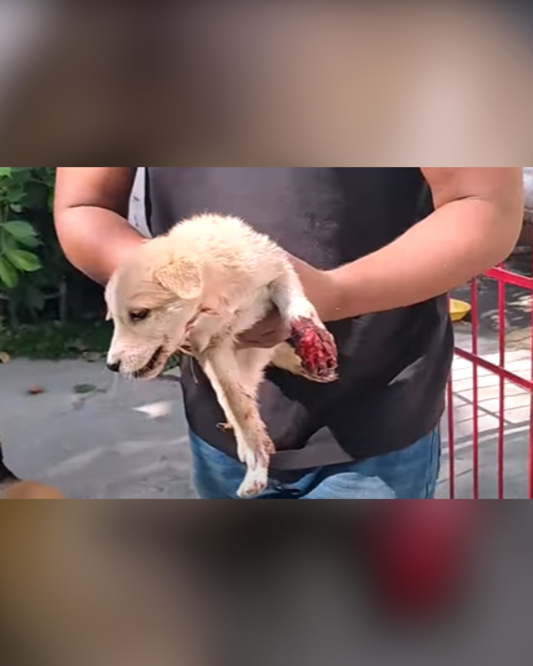 dog carried by rescuer