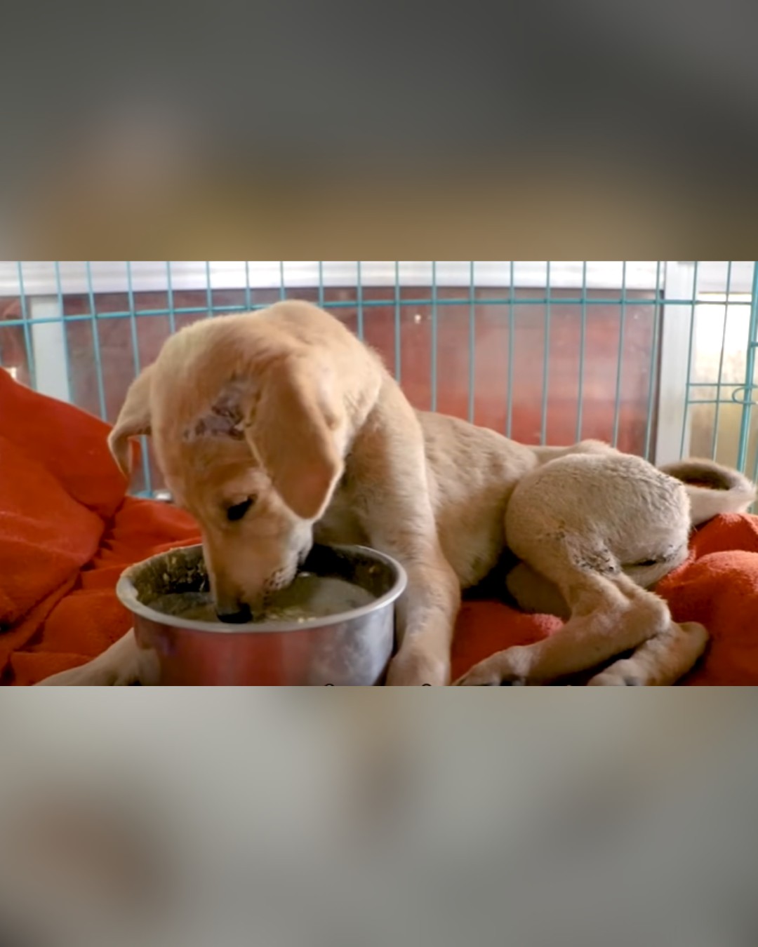dog eating on his own