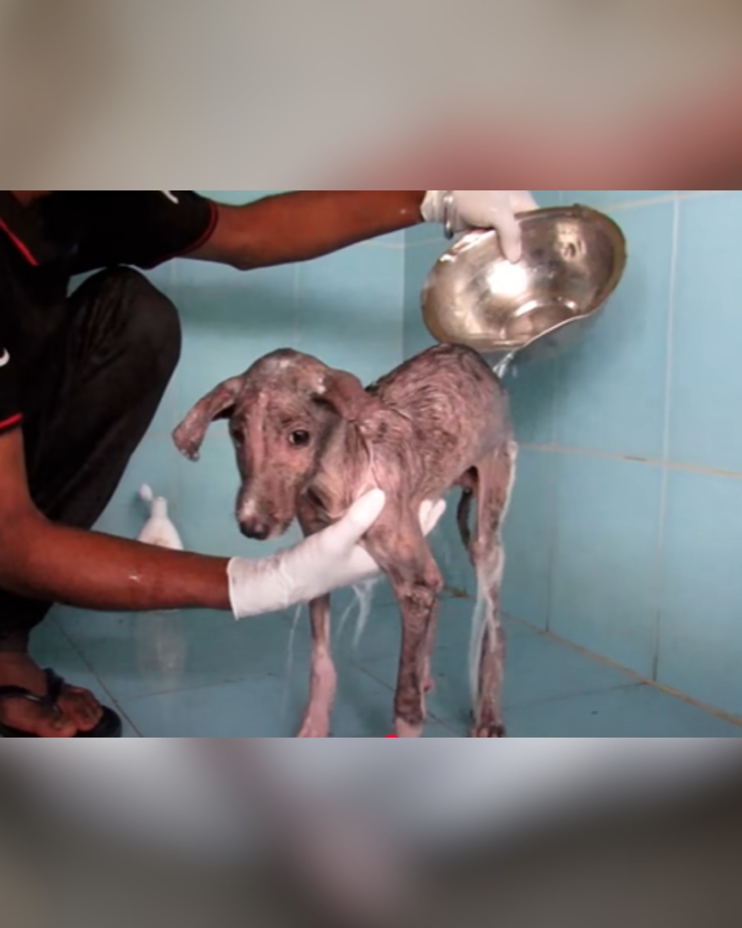 dog getting a medicated bath