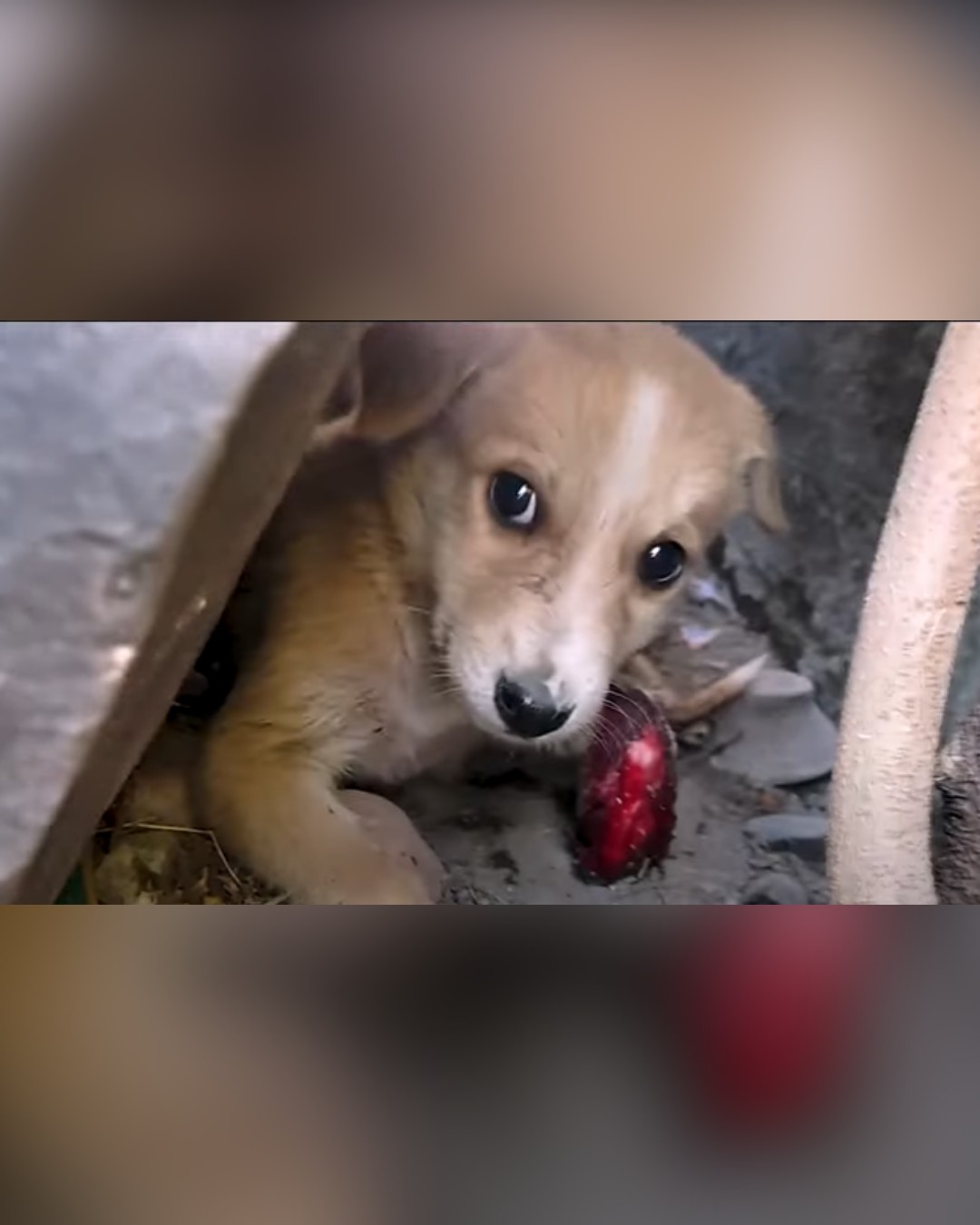 dog hiding with injured paw