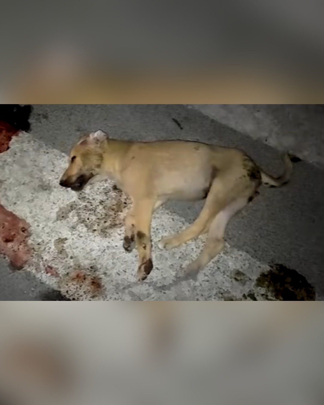 dog lying injured on the road