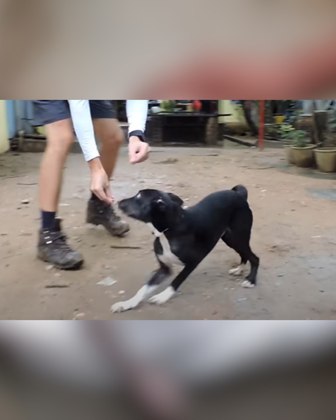 dog playing happily with rescuer