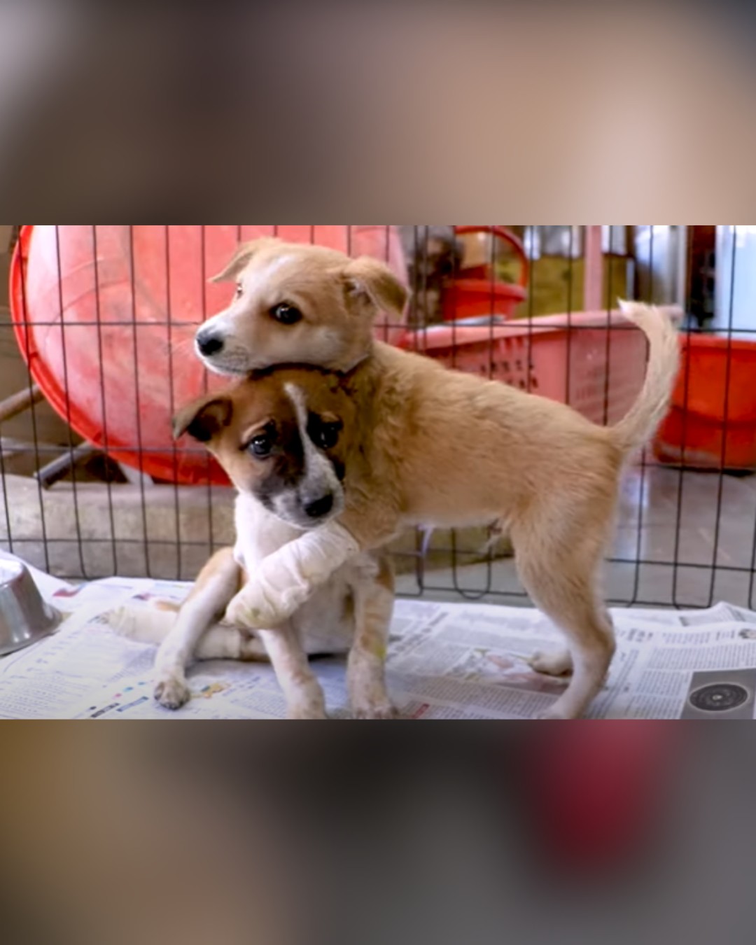 dog playing with another puppy