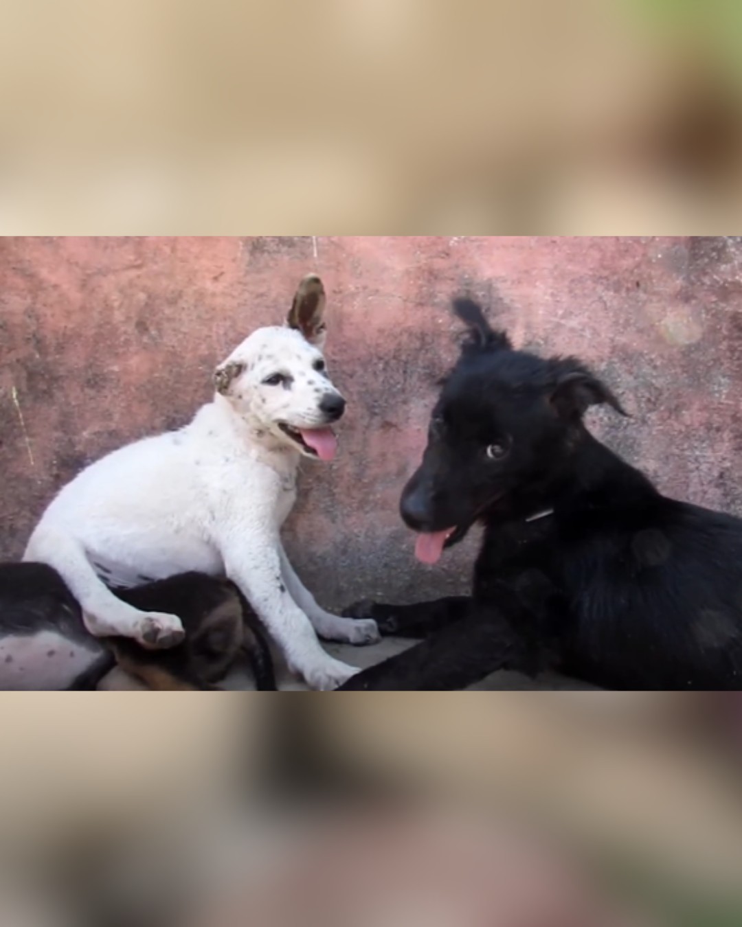 dog playing with other dogs