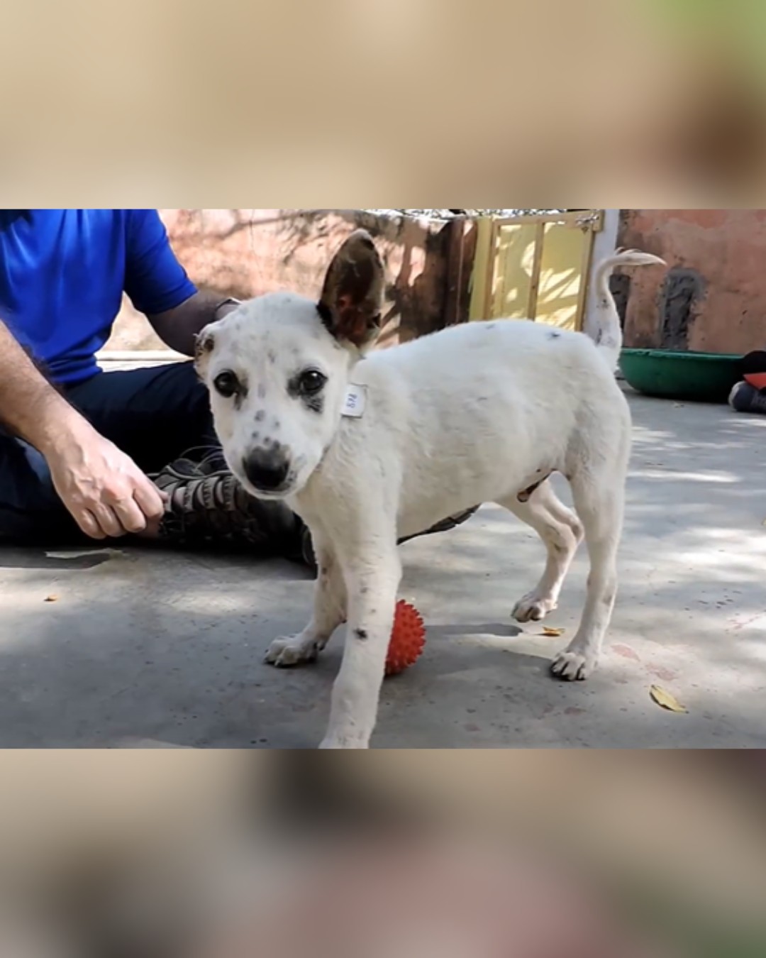 dog playing with rescuer