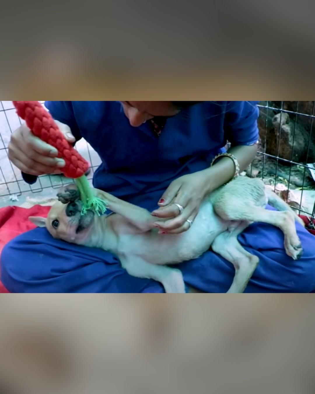 dog playing with toy and rescuer