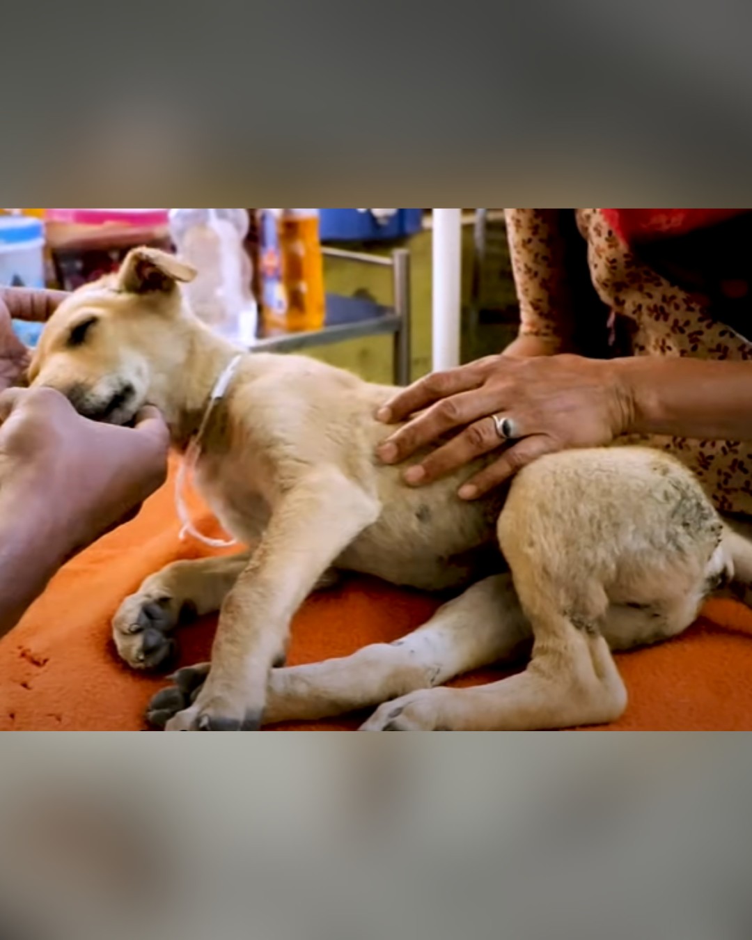 dog receiving gentle care from rescuers