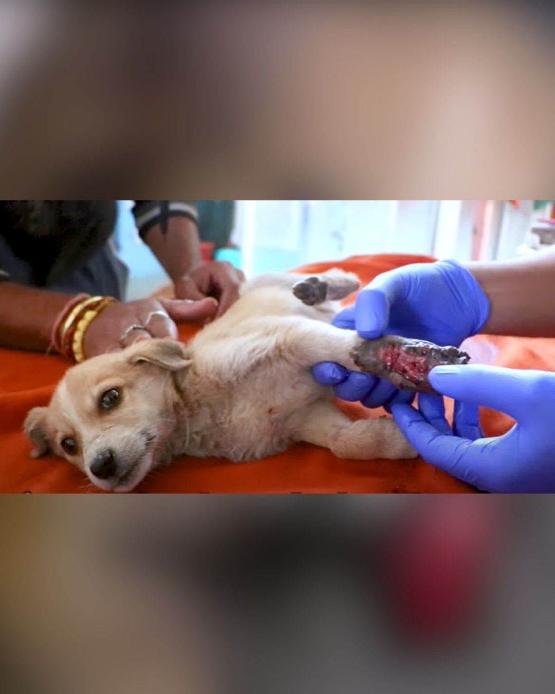 dog receiving medical examination