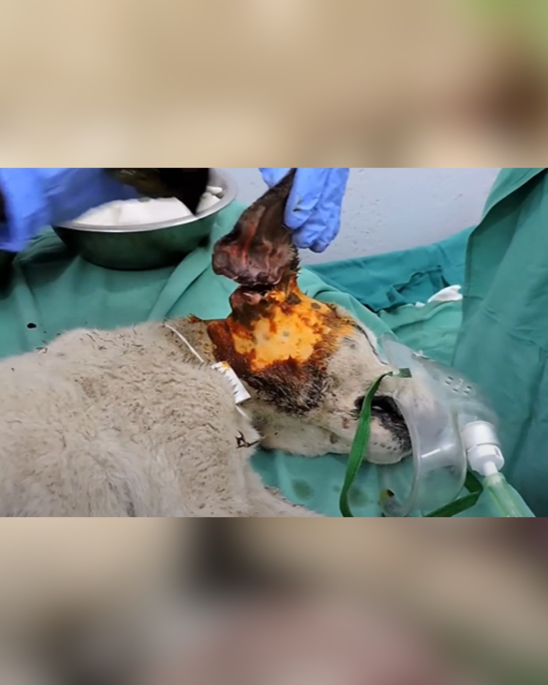 dog undergoing surgery