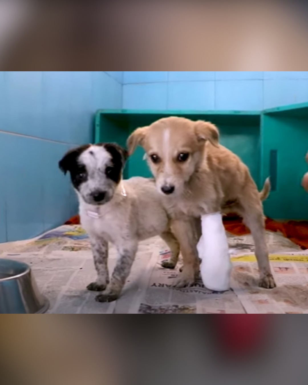 dog with new friends in shelter