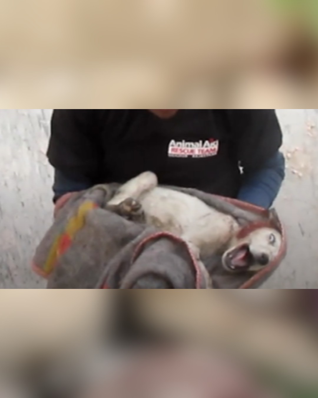 dog wrapped in blanket, crying in pain