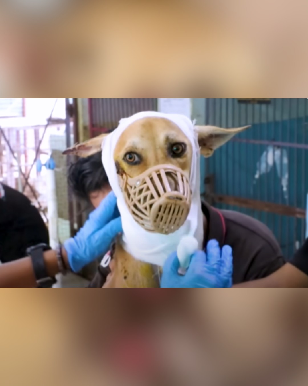 Dog rescue treatment with bandaged head and muzzle 