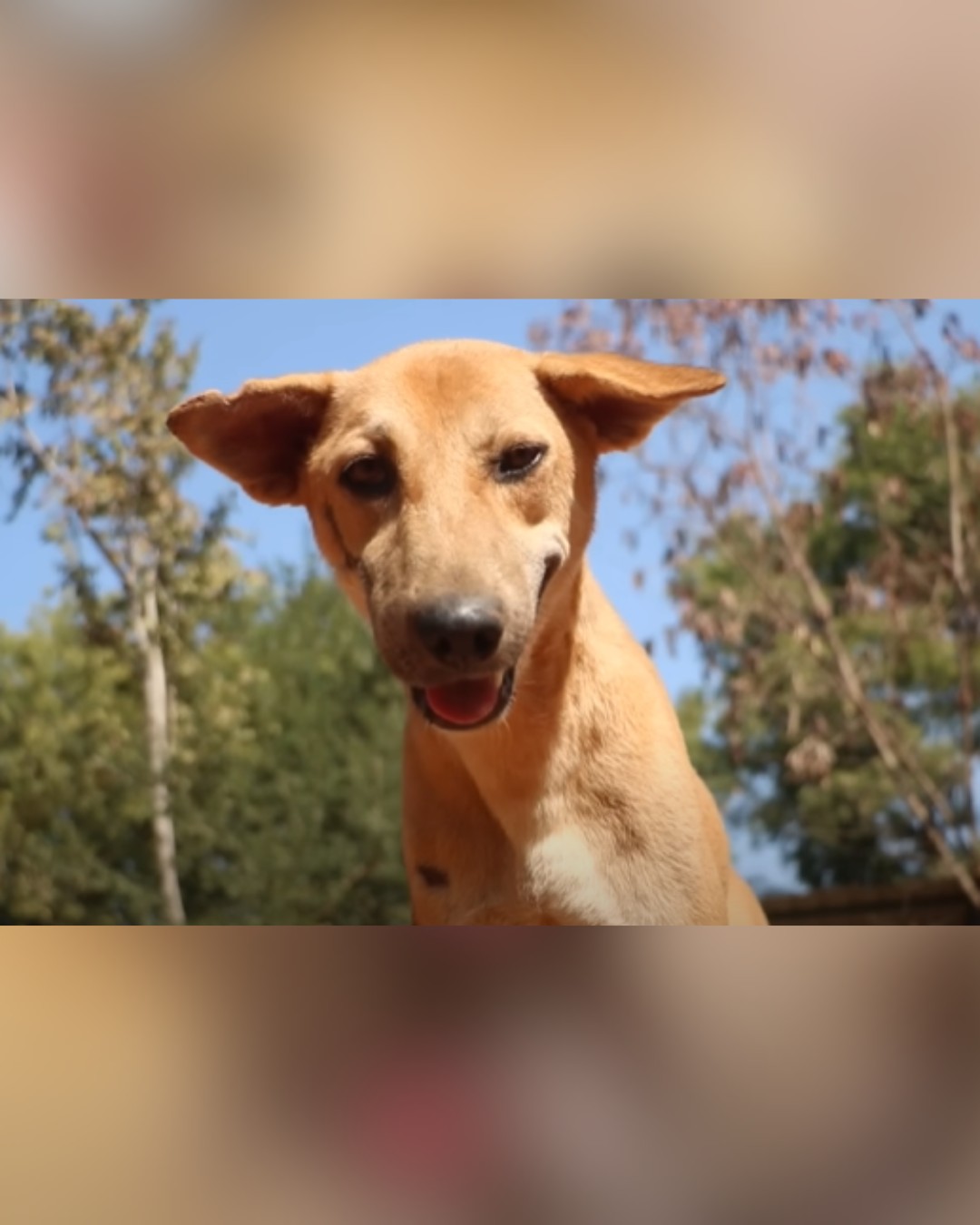 Dog fully healed and happy outdoors
