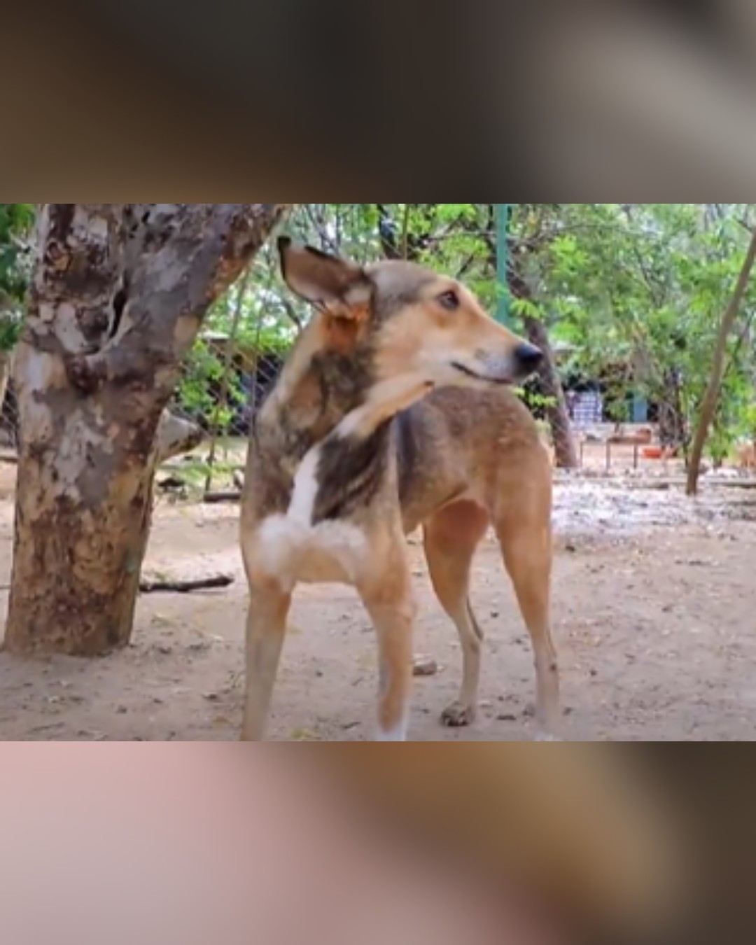 recovered dog standing on its own