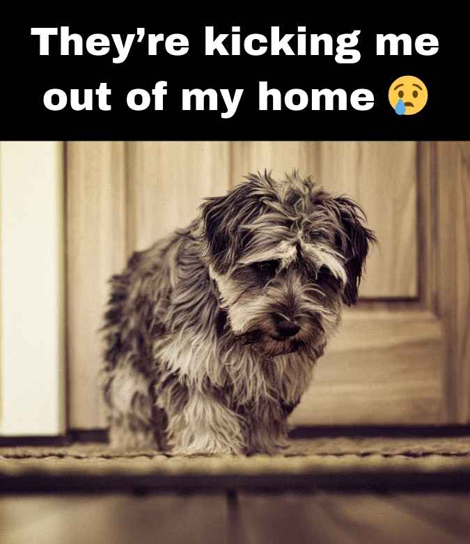 sad dog getting kicked out of home