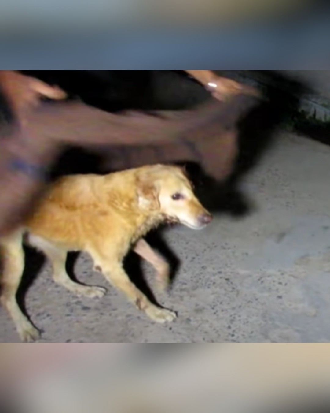 Rescue Mission for Wounded Dog