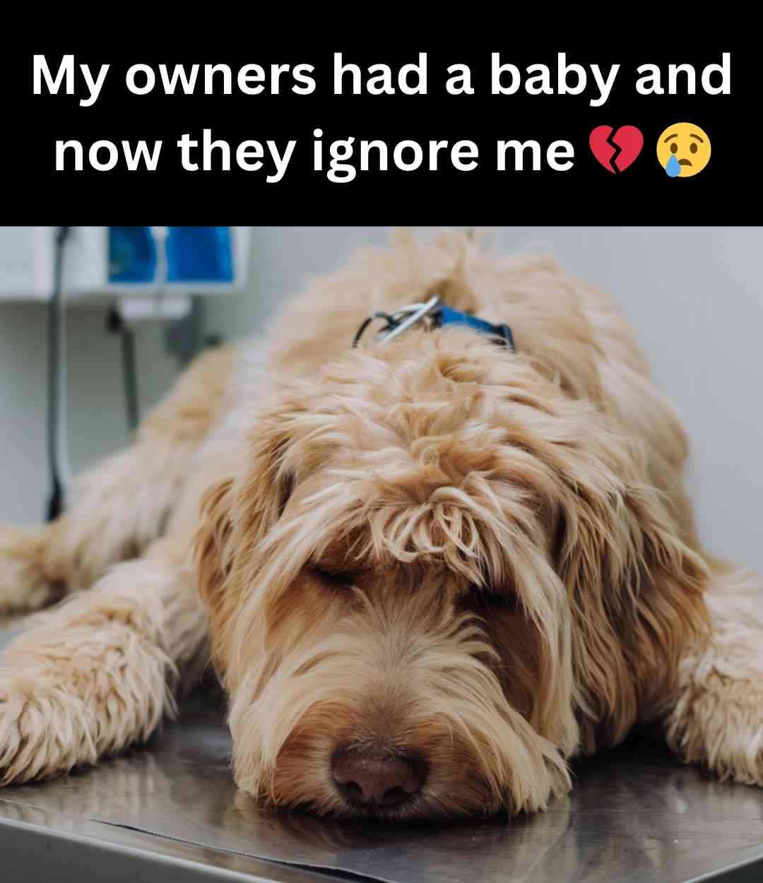 sad dog after baby was born