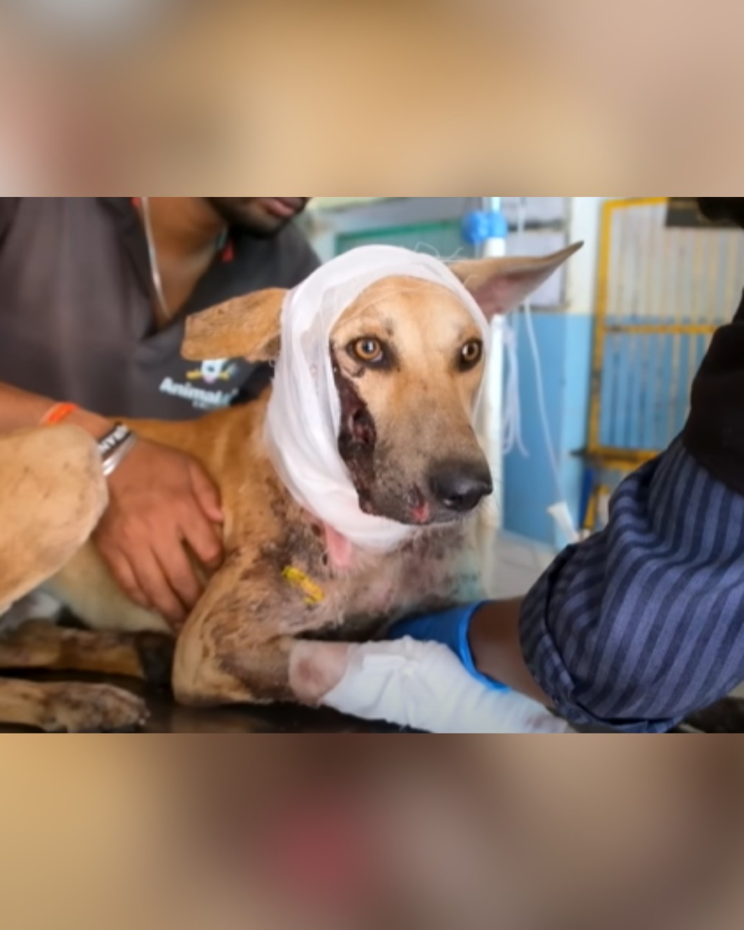 Bandaged Dog After Treatment