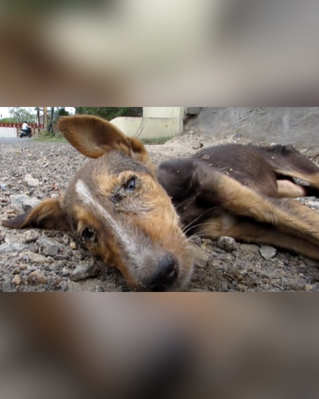 Collapsed Street Dog in Need of Help