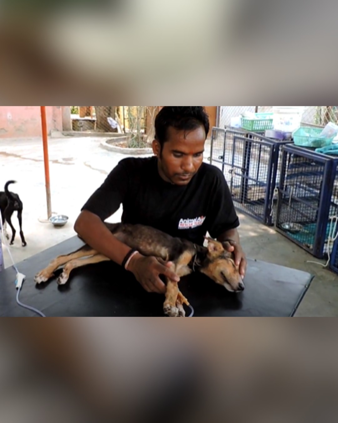 Dog Receiving Emergency IV Treatment