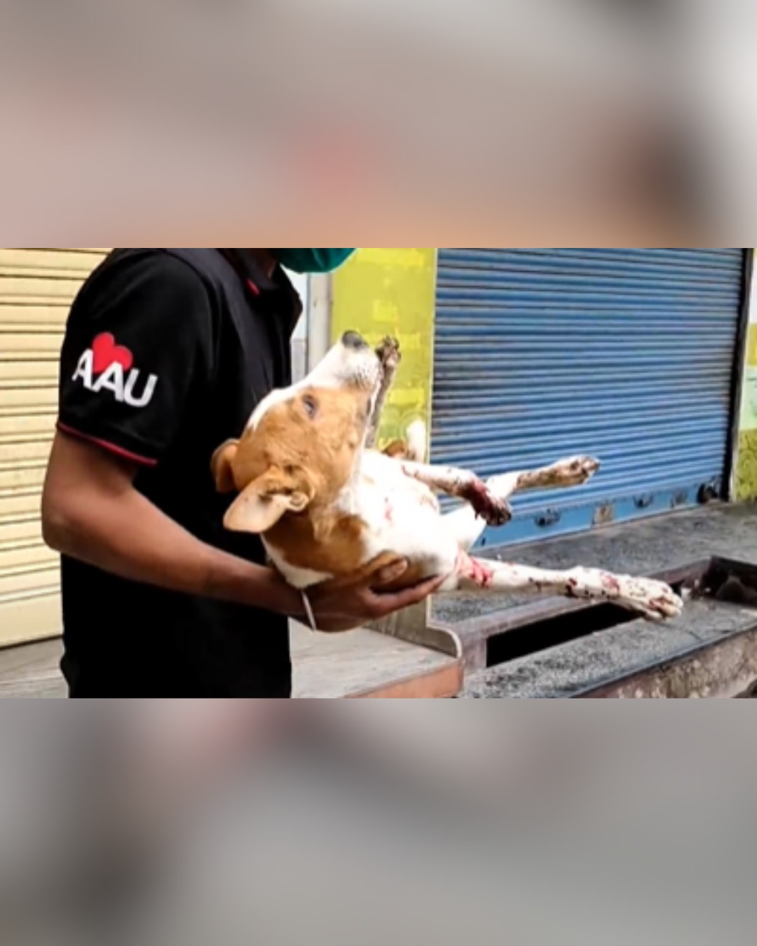 Dog being carefully lifted for rescue