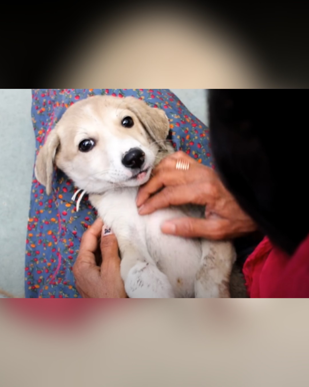 Dog cuddling with rescuer