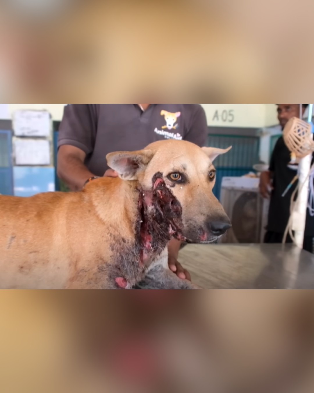 Dog face badly wounded