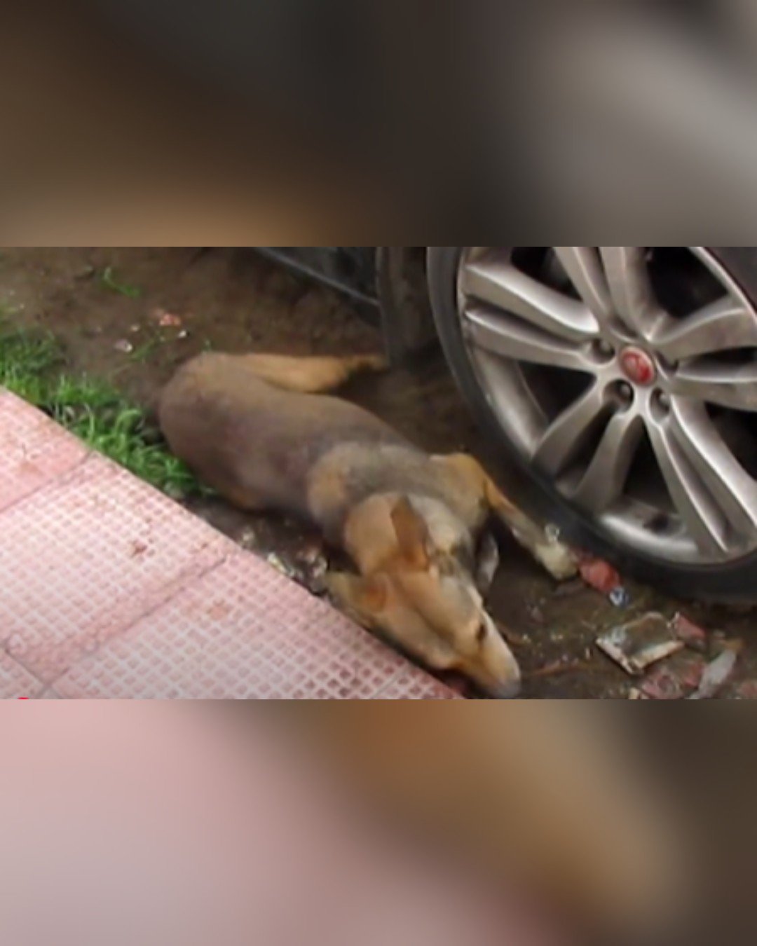 Dog found having seizure