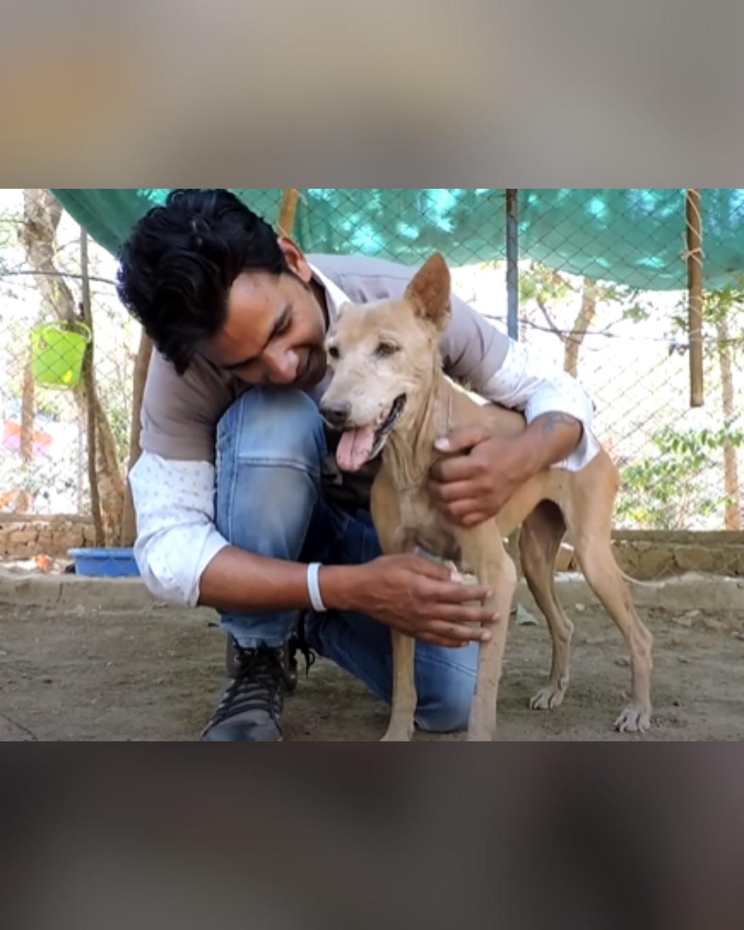 Rescued dog showing signs of recovery