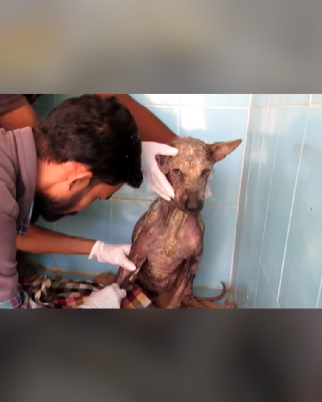 Dog receiving IV fluids for hydration