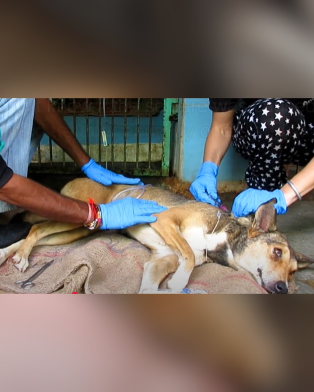 Dog receiving emergency treatment after seizure