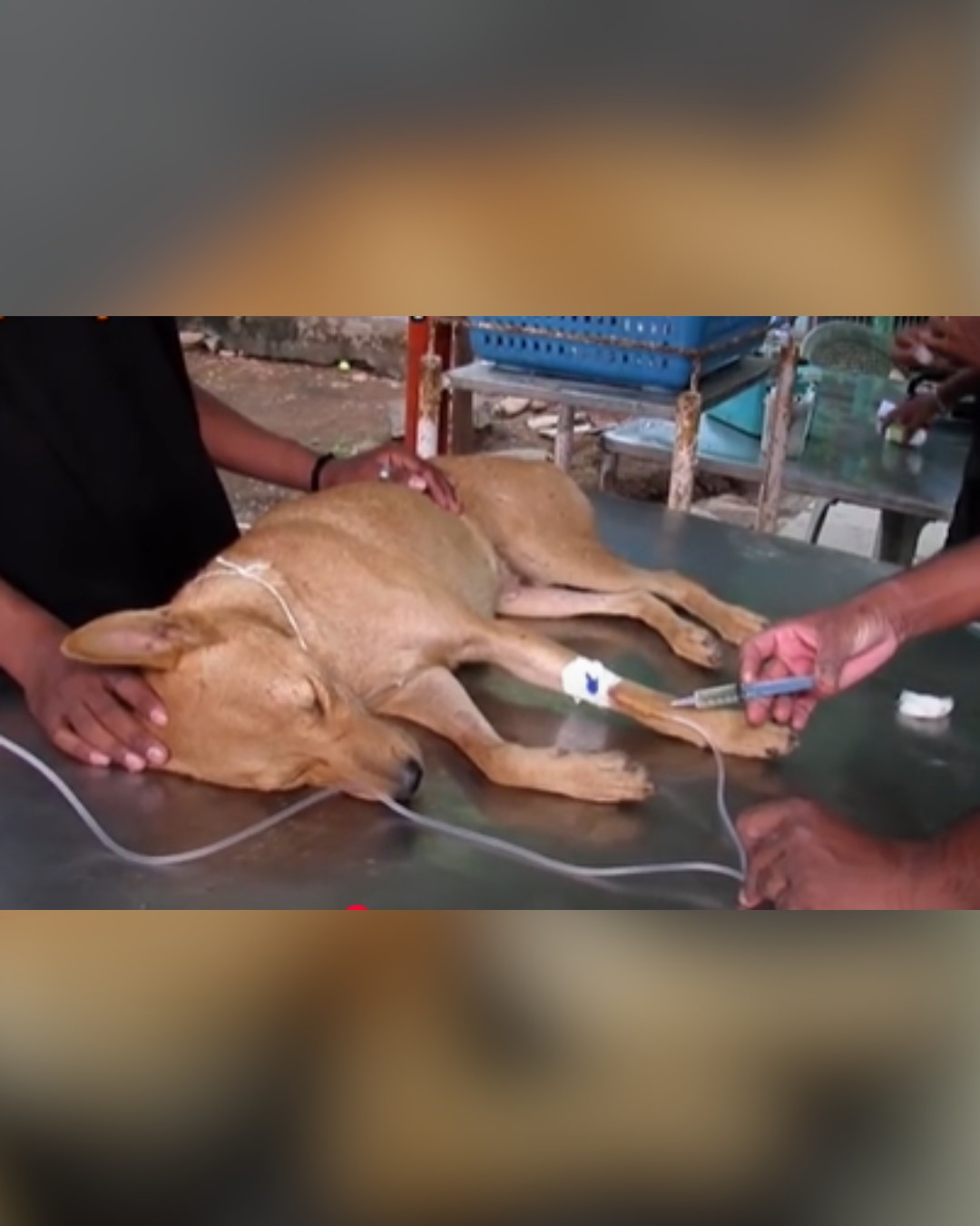 Dog receiving emergency treatment