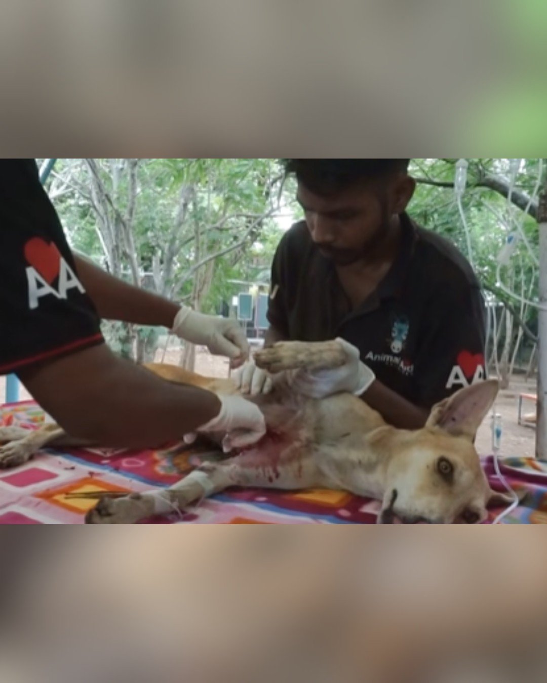 Dog receiving medical treatment at shelter
