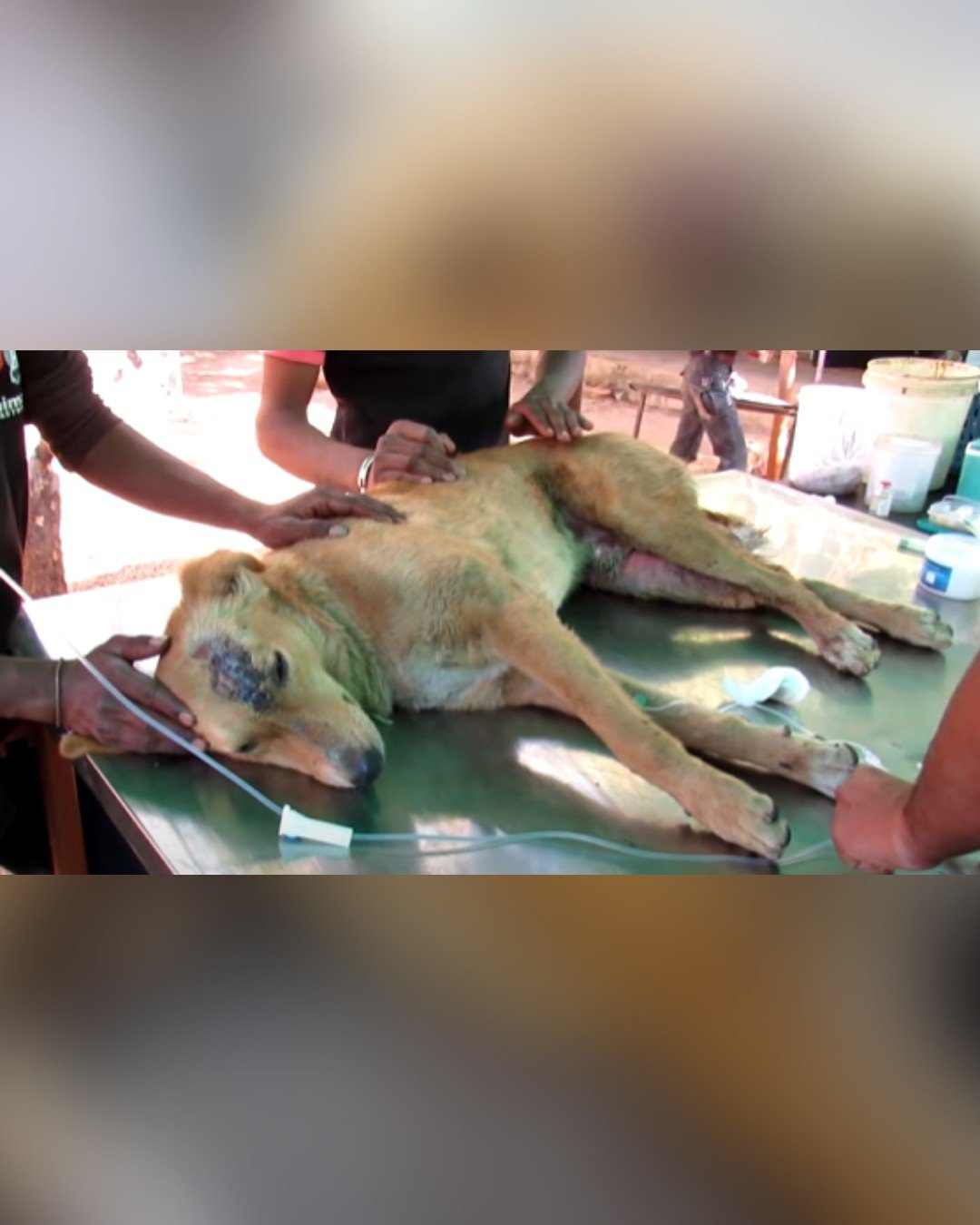 Dog receiving urgent medical care at shelter
