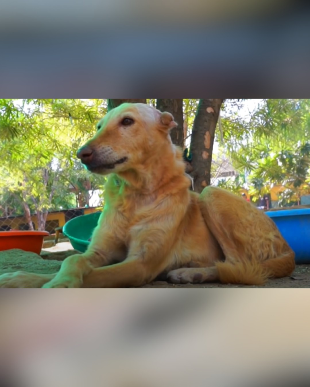Dog recovering in a safe shelter