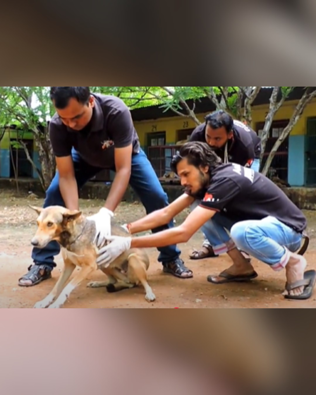 Dog struggling to stand with rescuers' support