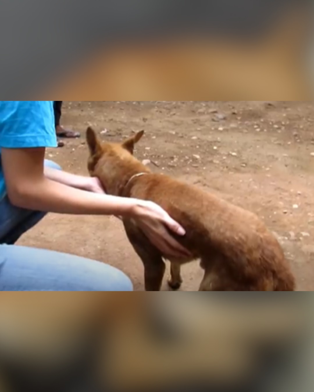 Dog takes first steps after recovery