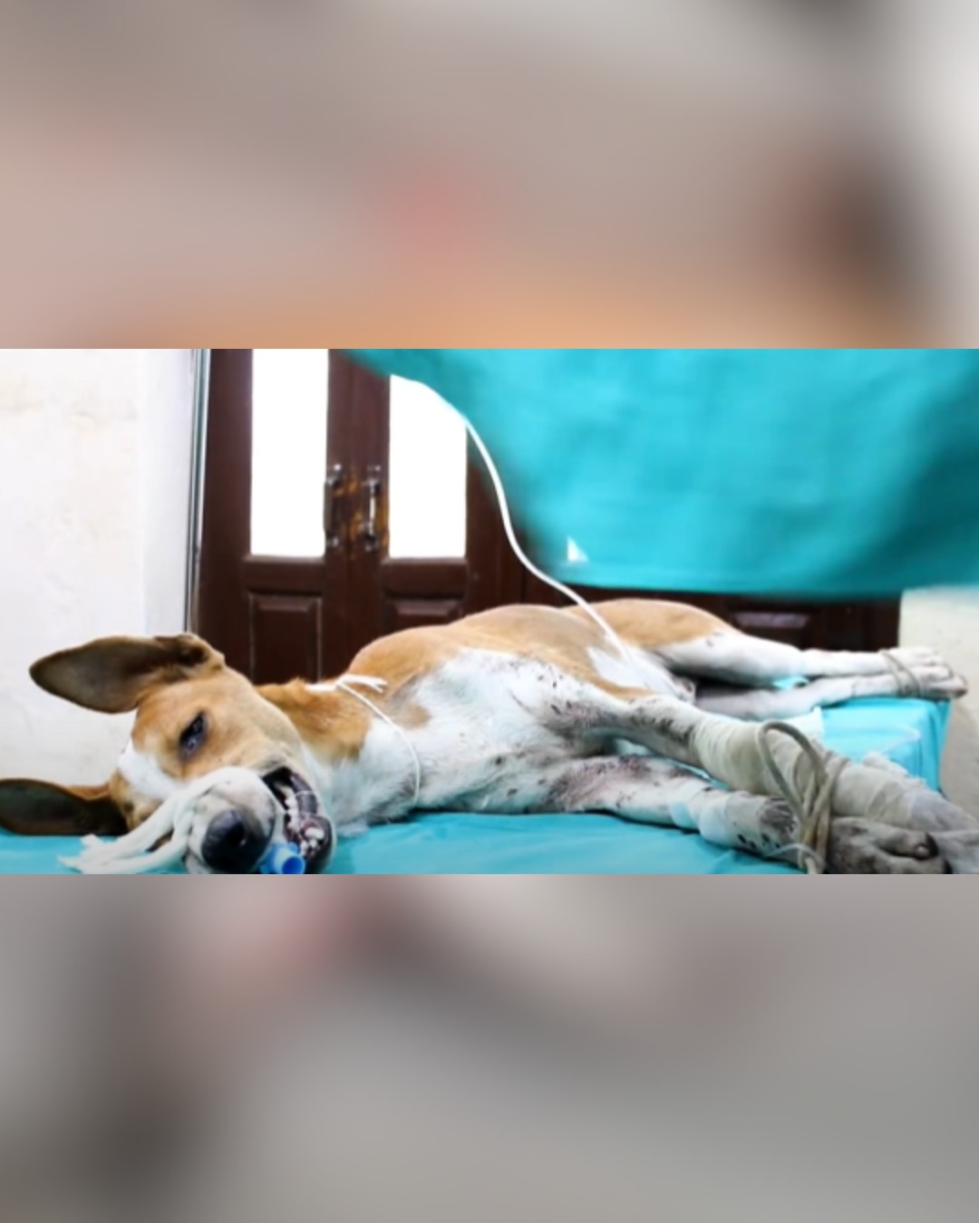 Dog undergoing surgery for tooth removal