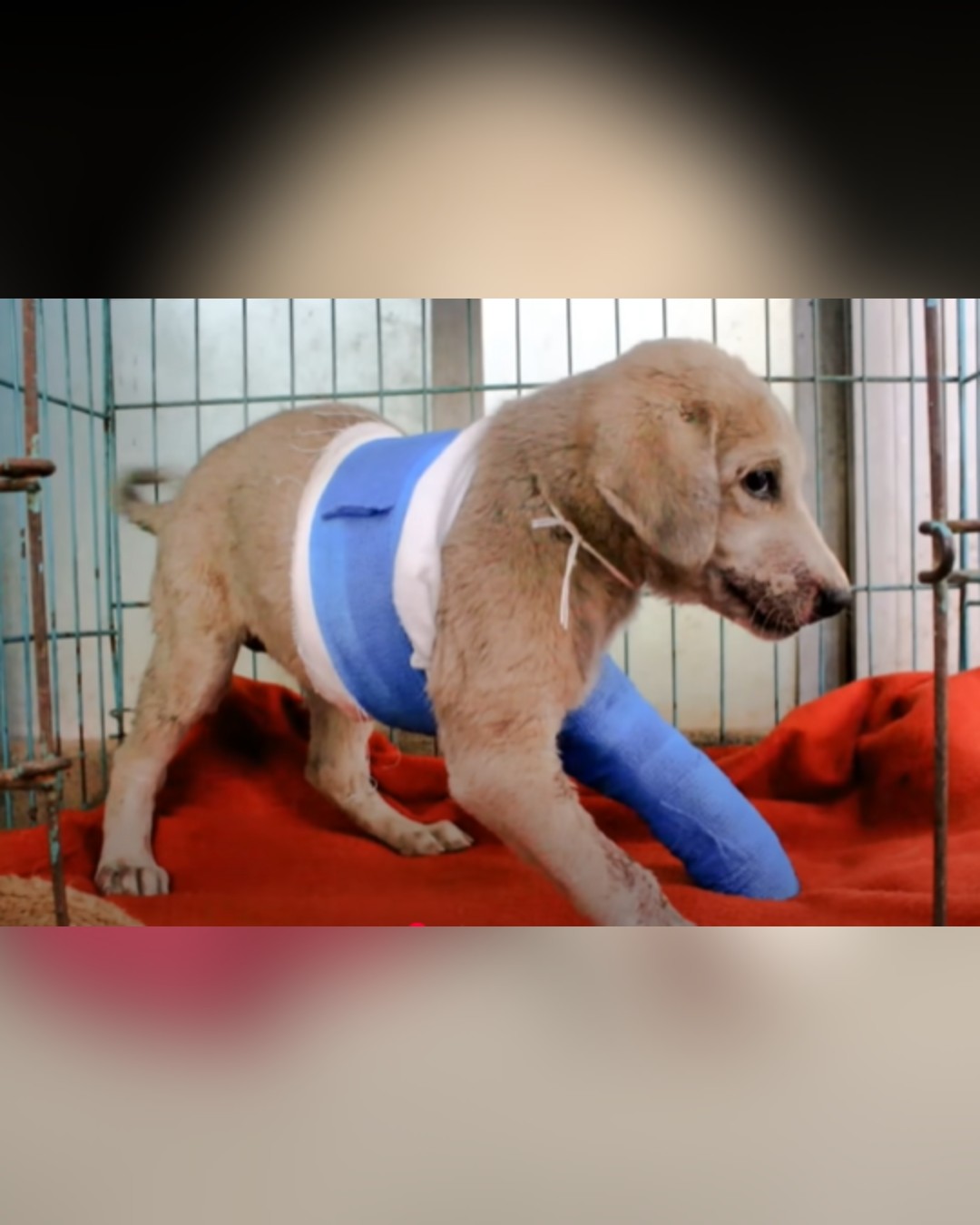 Dog with a bandaged leg inside a recovery cage