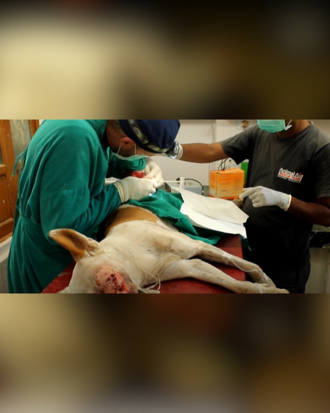 Emergency surgery to save the dog's life