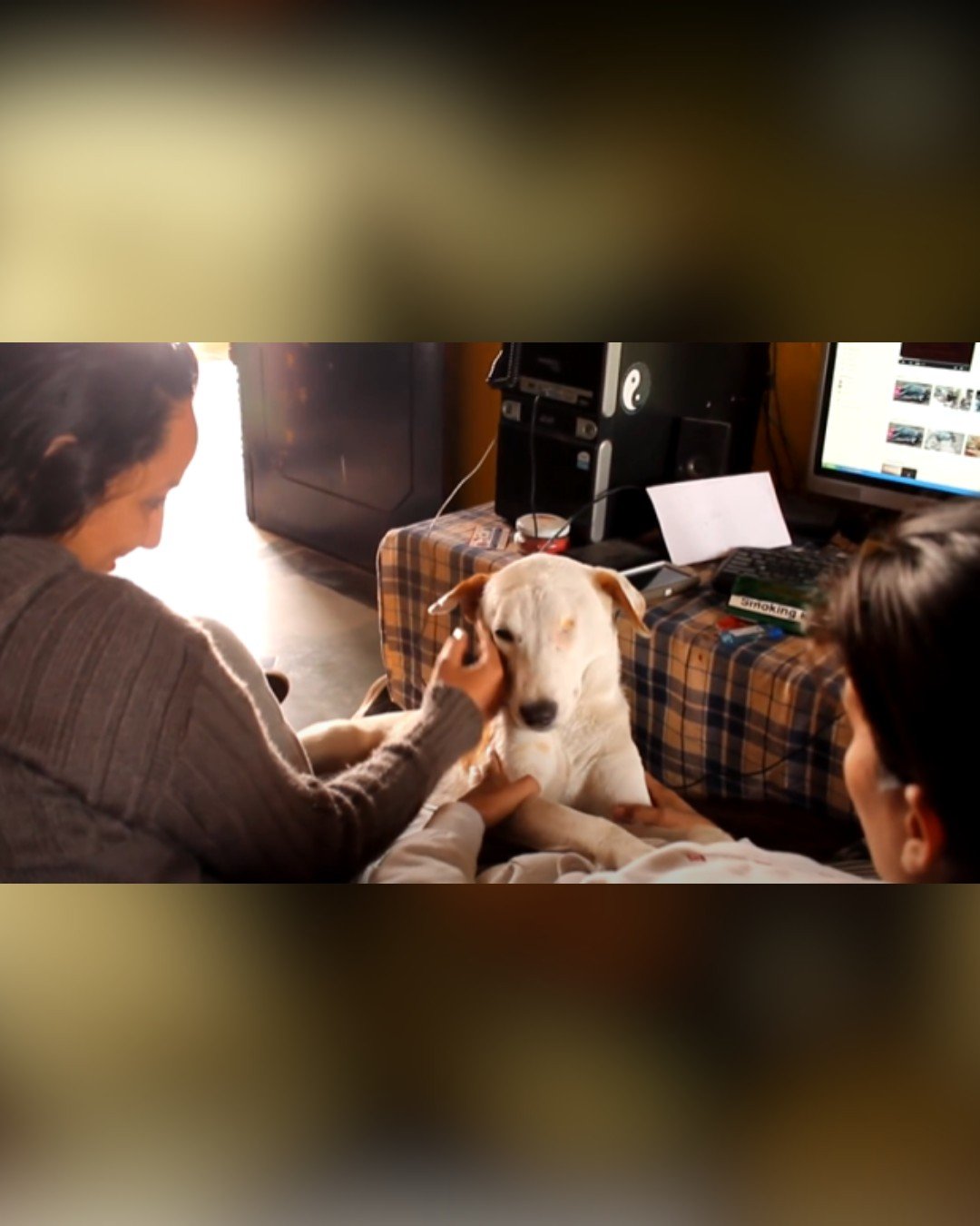 dog finds a loving family