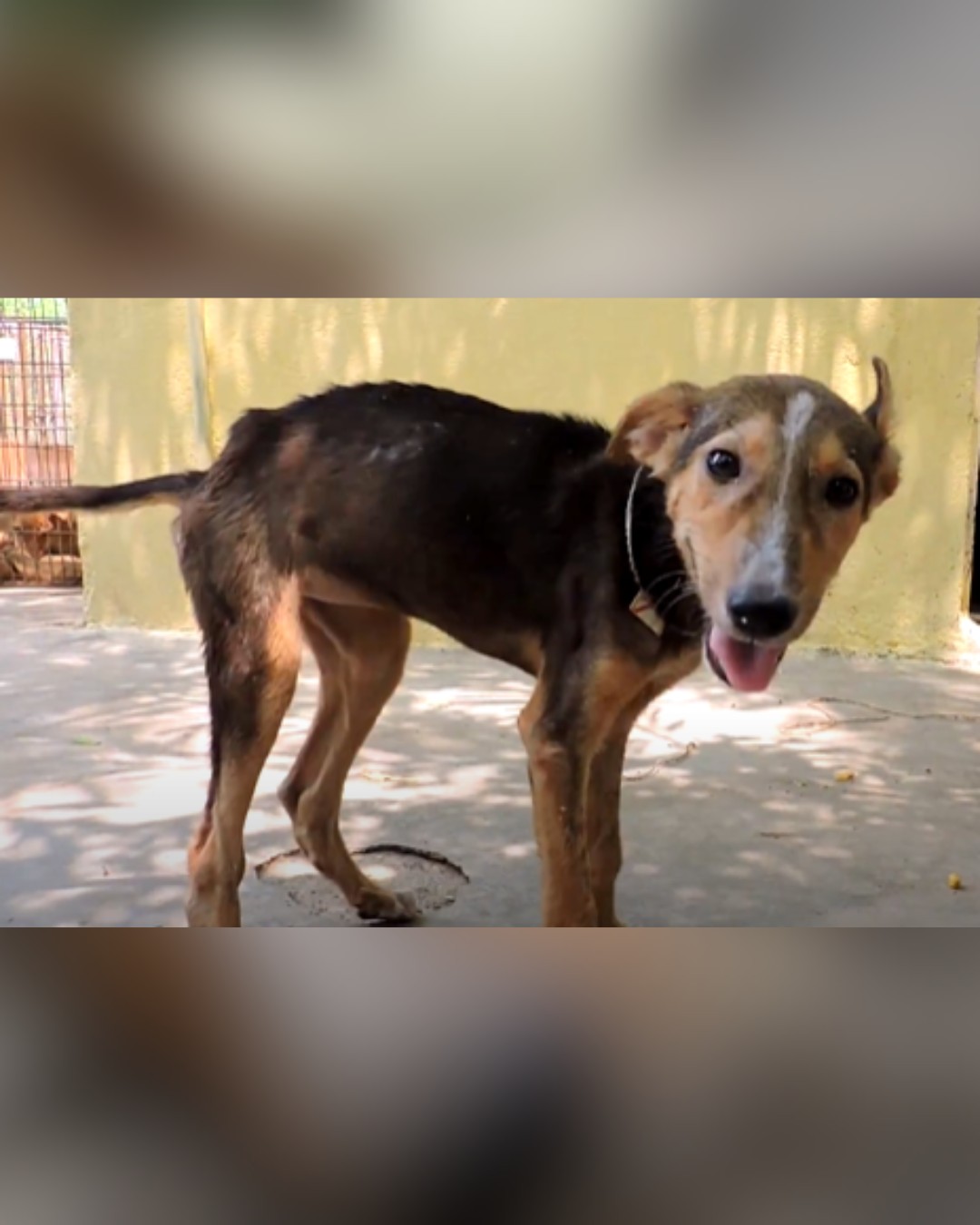 Happy Dog After Healing and Care