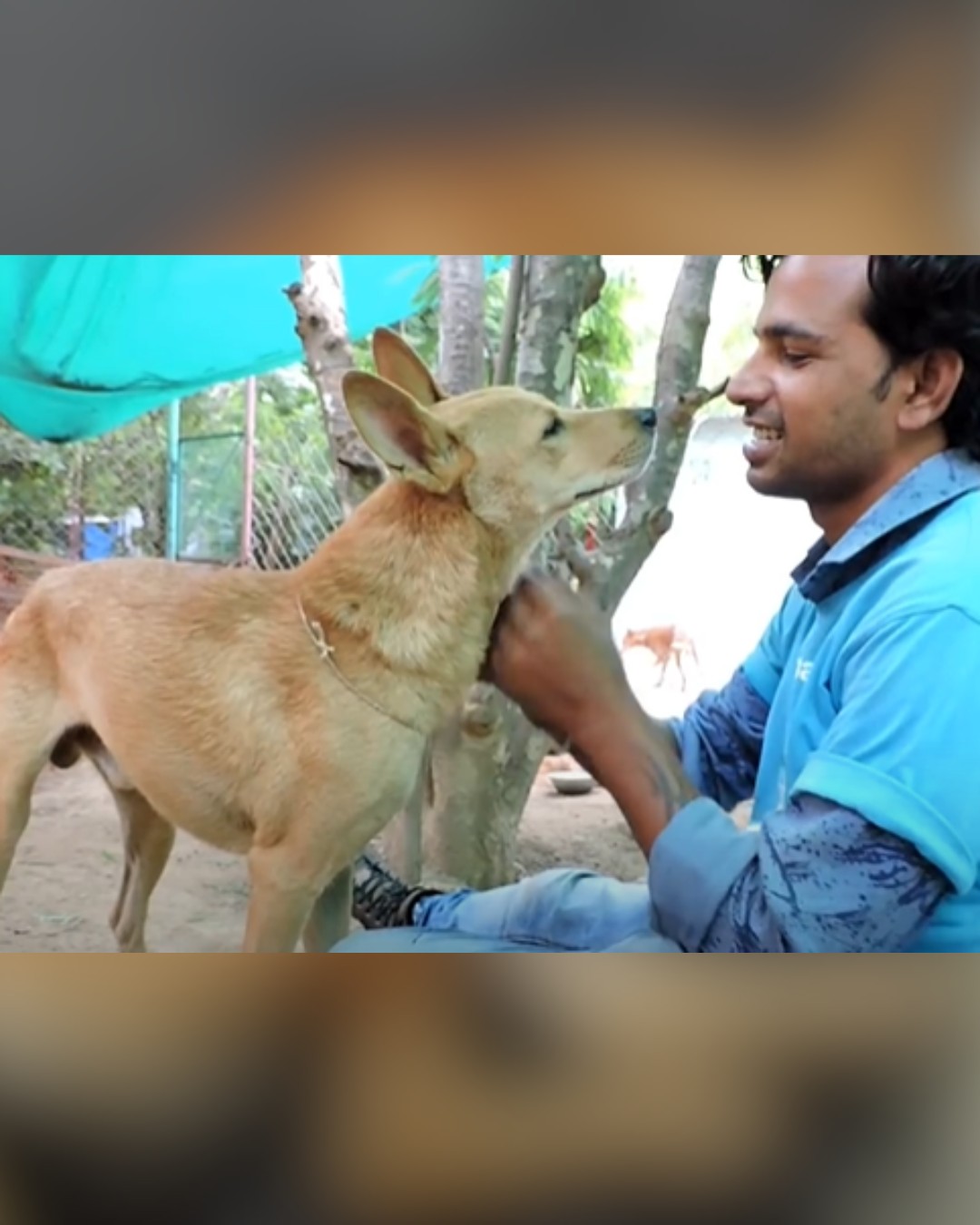 Happy and healthy dog after rescue
