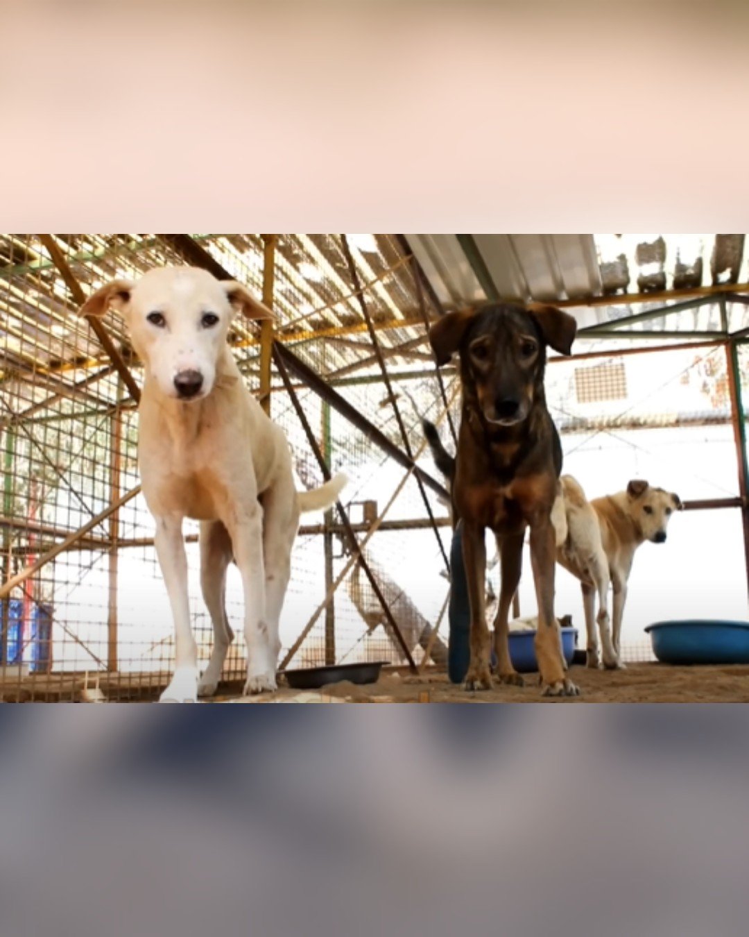 Healthy and happy dog standing with shelter friends